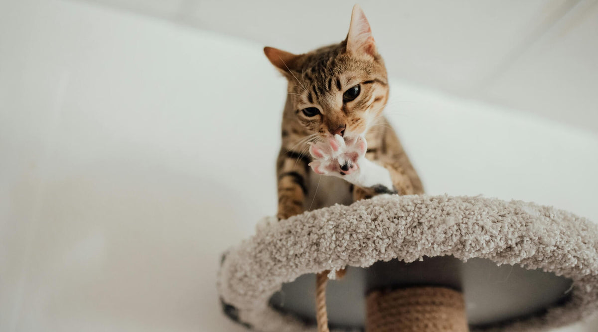 A Bengal cat batting at a toy hanging from a cat scratching post