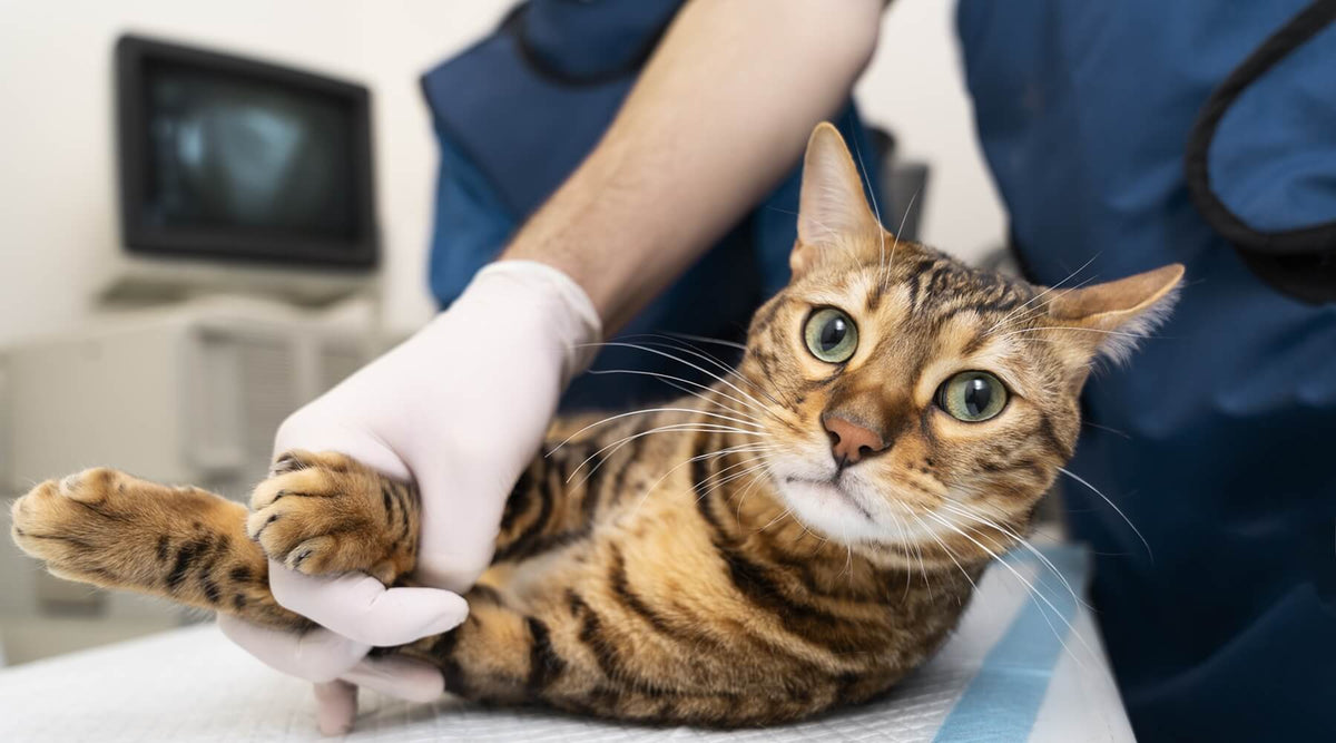 A Bengal cat being examined by a vet, a reminder that declawing cats is a harmful and bad practice