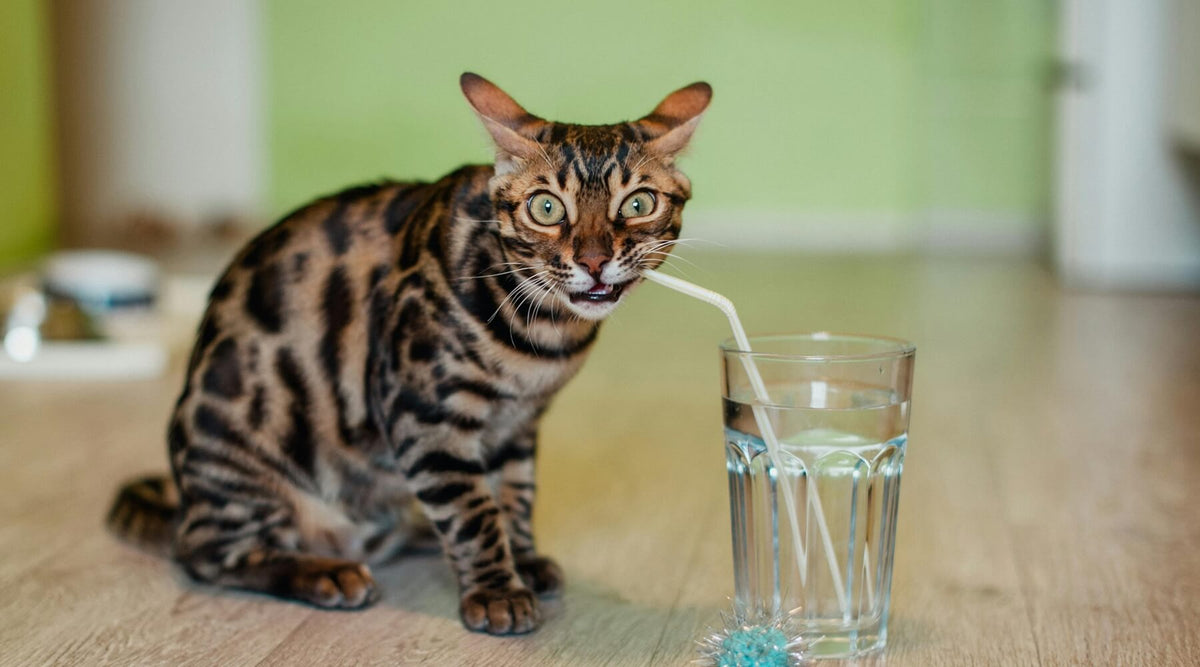 A Bengal cat holding a straw in its mouth next to a glass of water, illustrating ways to help my cat drink more water this summer