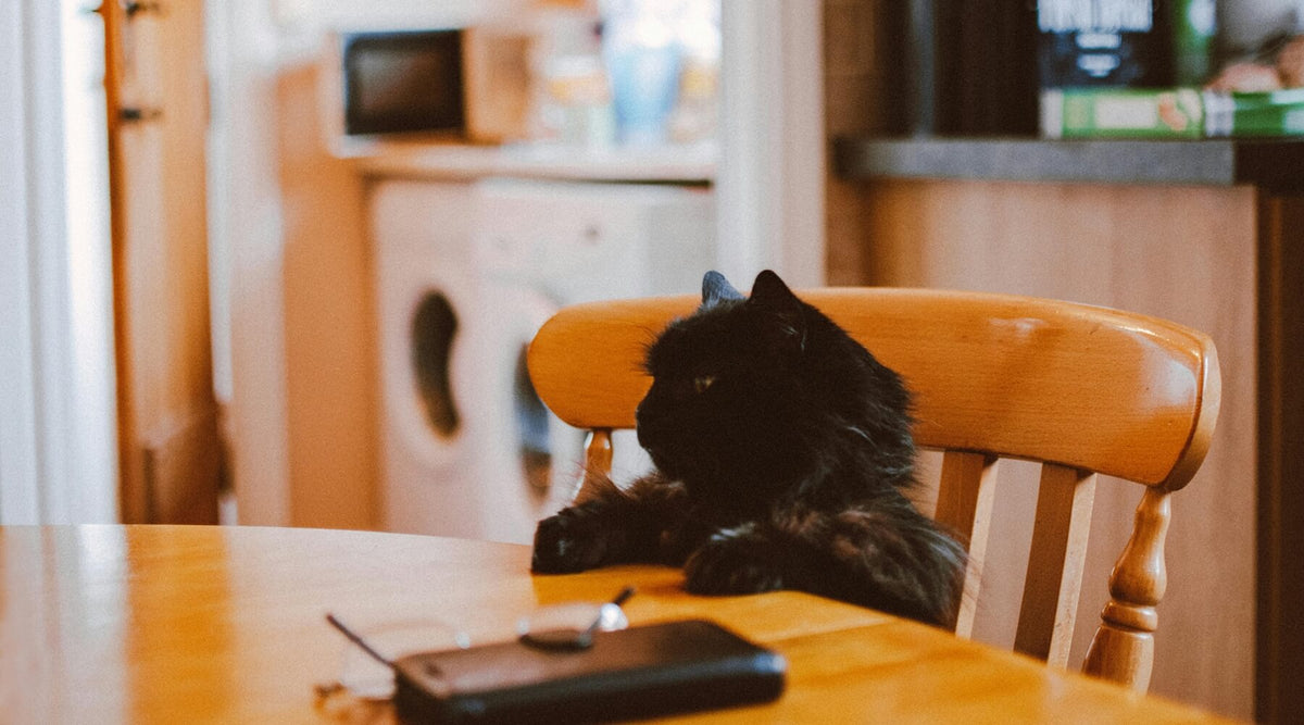 A black cat sits at a wooden kitchen table, perhaps pondering its unique cat's scratching style
