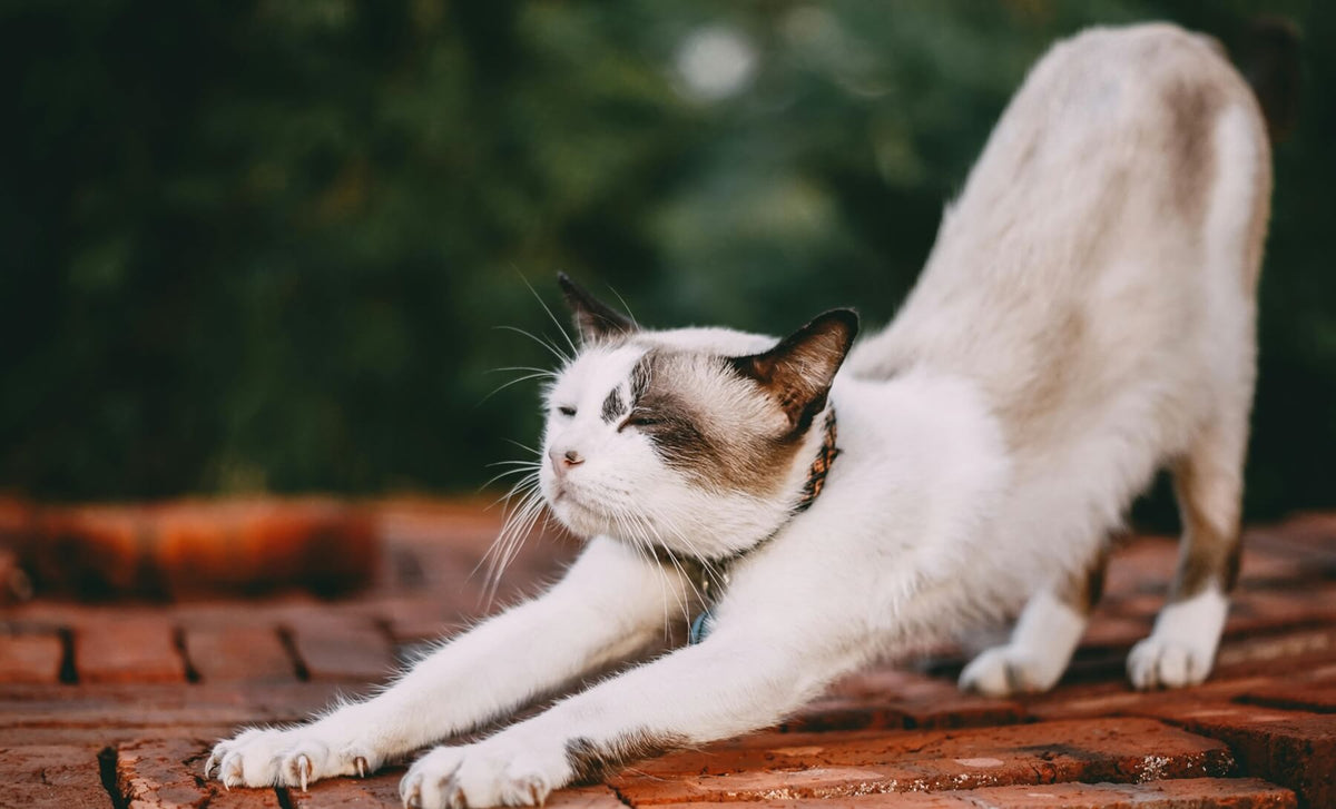 A cat is stretching with its front paws extended, demonstrating that cats prefer vertical scratching surfaces for a good stretch