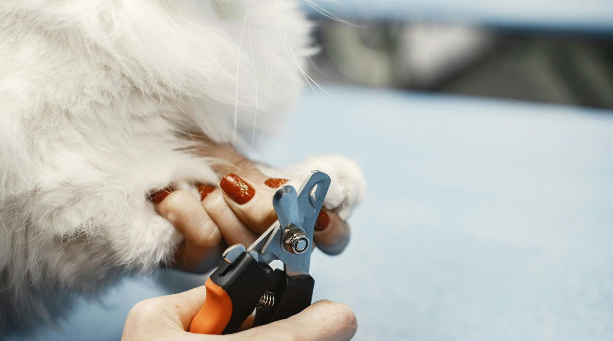 A cat owner gently holds a white cat's paw, preparing to use clippers to trim cat’s claws in summer