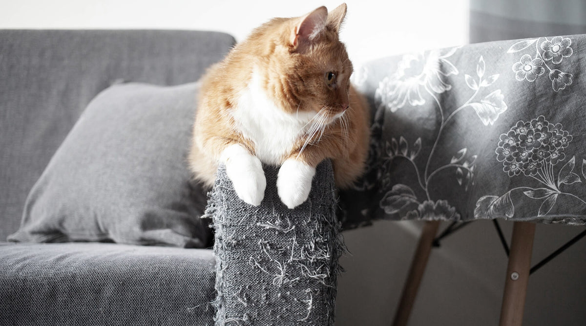 A cat scratches a couch, highlighting the need for ways to fix cat scratches on furniture