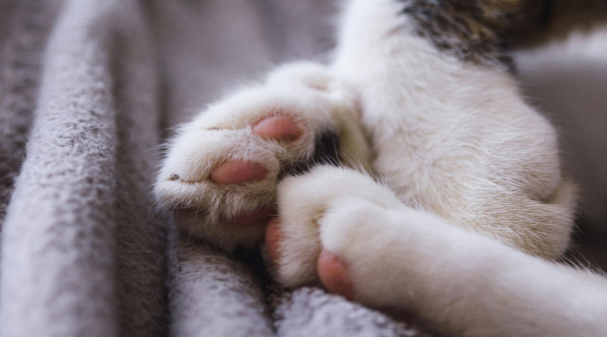 A close-up of a cat's pink paws with delicate white fur, highlighting interesting facts about cat claws