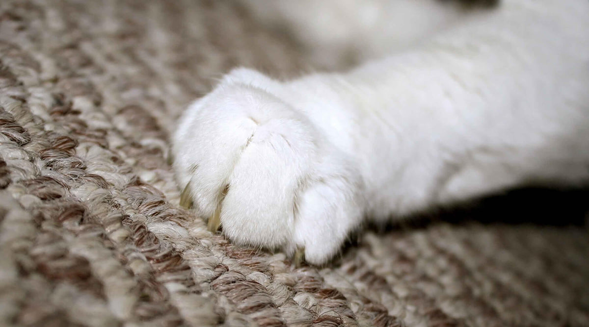 A close-up of a white cat's paw with claws extended, resting on a textured carpet, prompting the question how do I know if my cat's scratching is normal