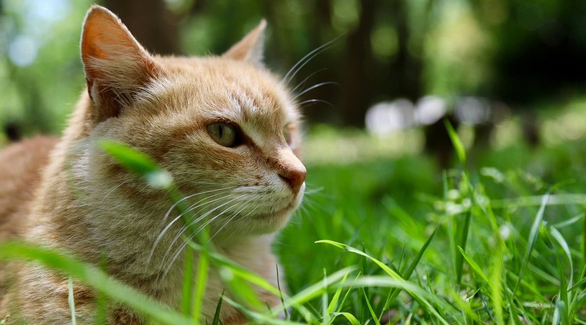A close-up of an orange cat lying in bright green grass, potentially experiencing spring allergies in cats