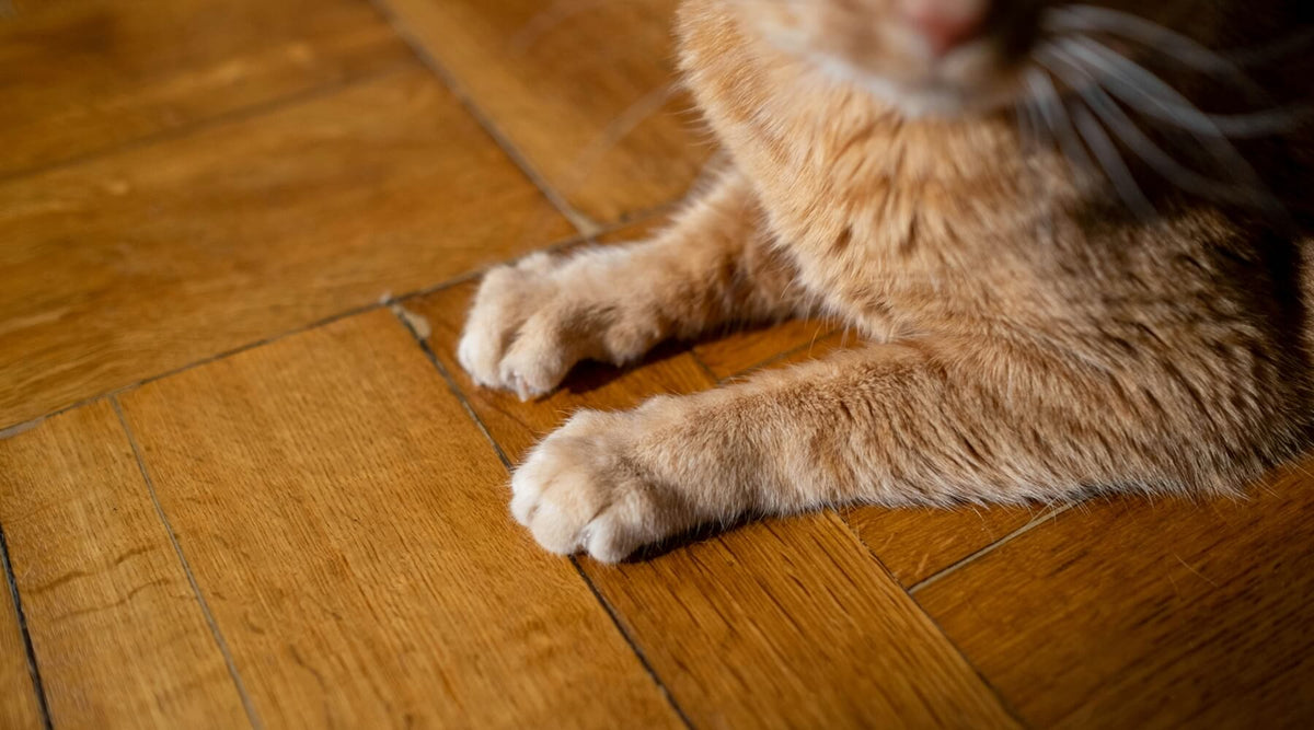 A close-up of the paws of a cat resting on a wooden floor, an image that may prompt thoughts on how to Fix Wood Floor Scratches caused by cats