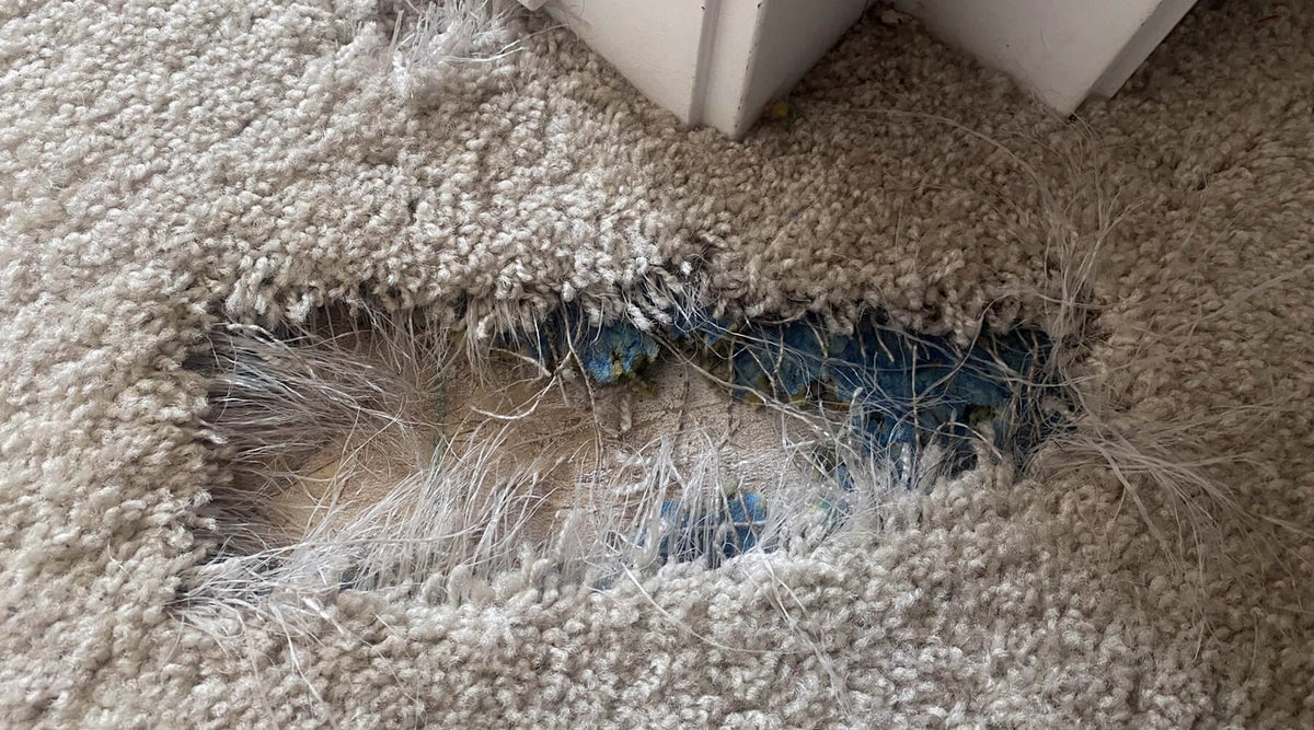 A close-up view of a damaged light-colored carpet, illustrating the problem when cats scratch carpet