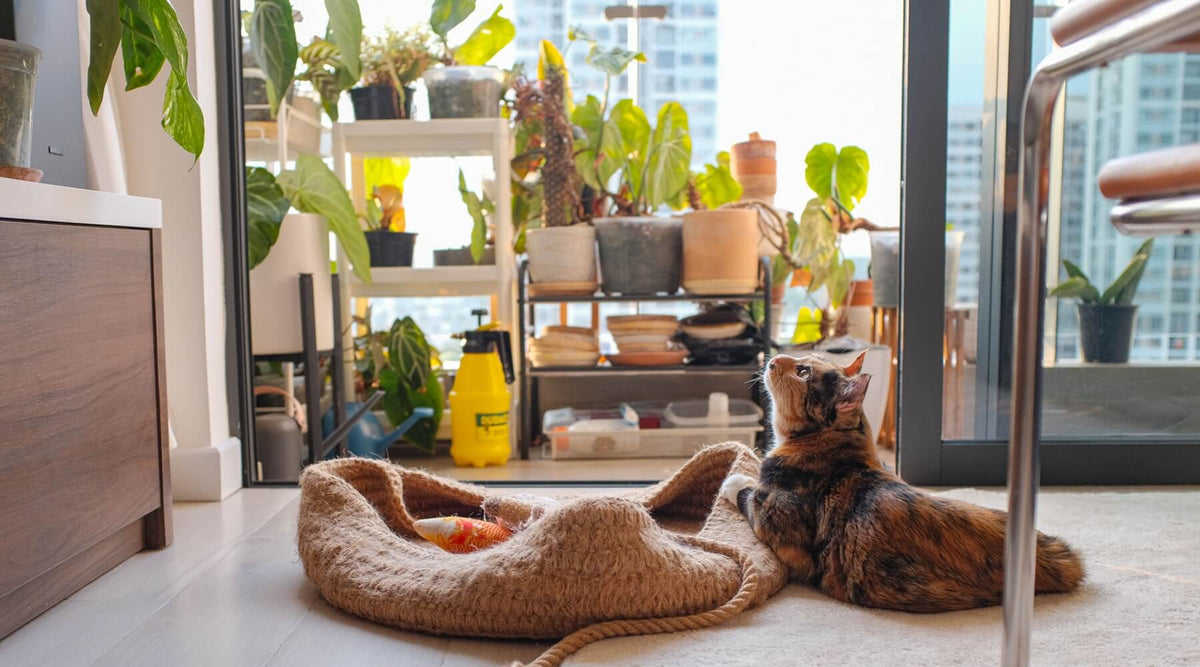 A cute cat lies on a rug next to a braided cat bed, looking up towards a bright balcony filled with plants
