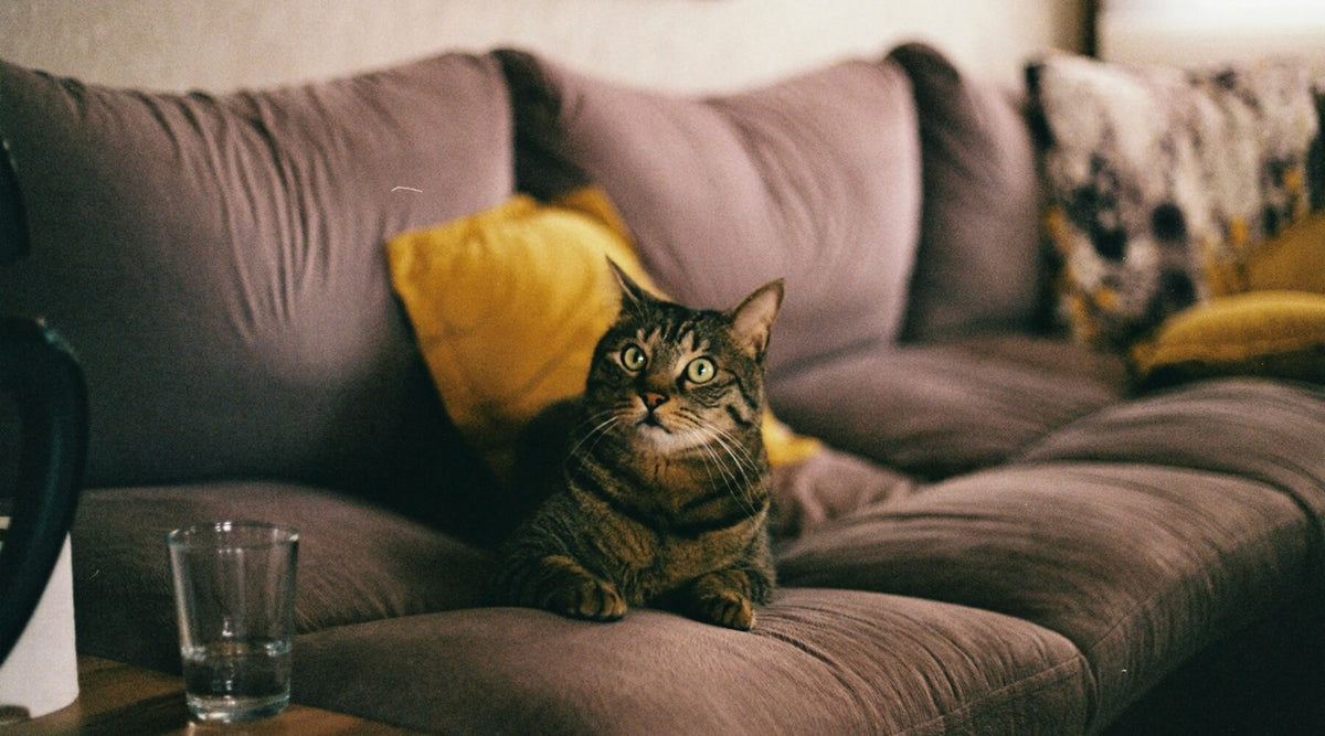 A cute cat sits prominently on a multi-cushioned sofa with yellow throw pillows, the sofa appears sturdy, suggesting it could be an example of cat scratch-resistant furniture