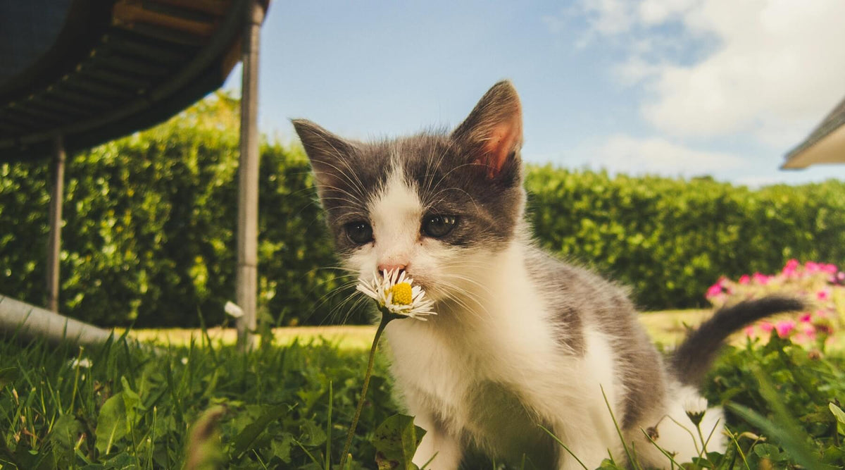 Just brought home a kitten, a cute kitten with a white face and gray patches holding a white daisy with a yellow center