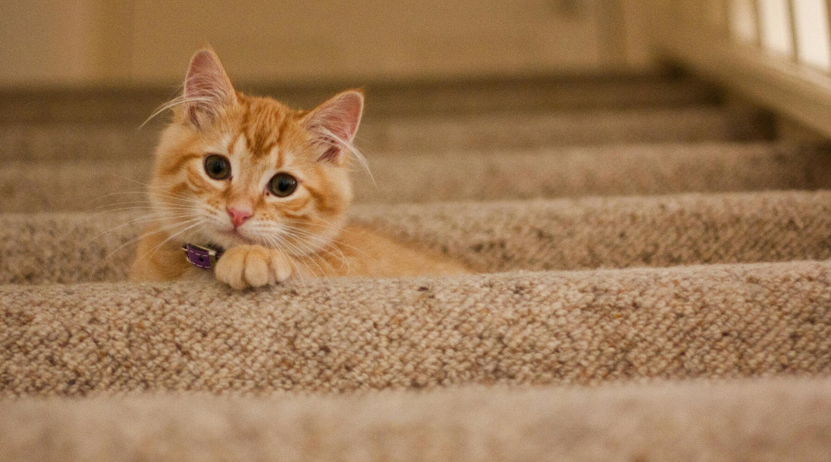 A cute orange kitten with a purple collar is resting on a carpeted staircase, perhaps contemplating some bad scratching habits.