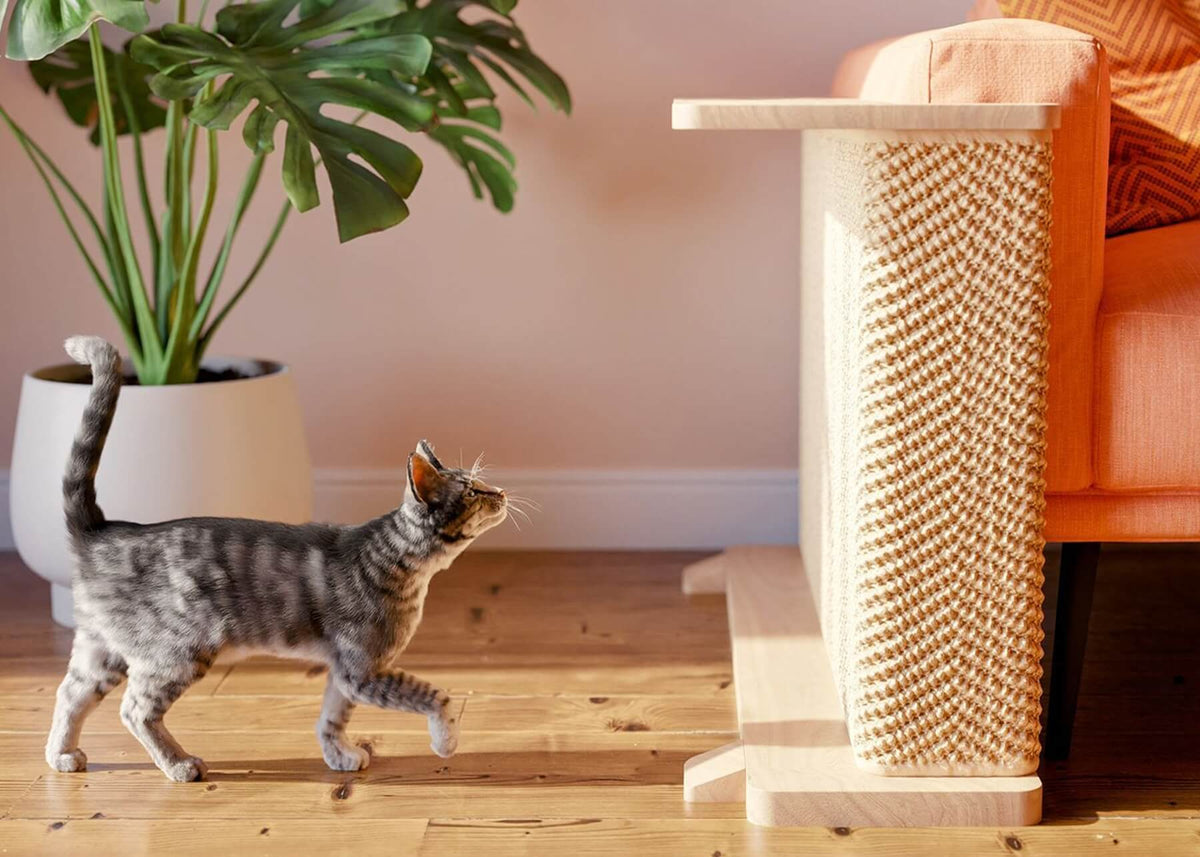 A cute small cat approaches cat-e-corner cat scratcher that is integrated with a small shelf, representing a best cat scratcher for small space