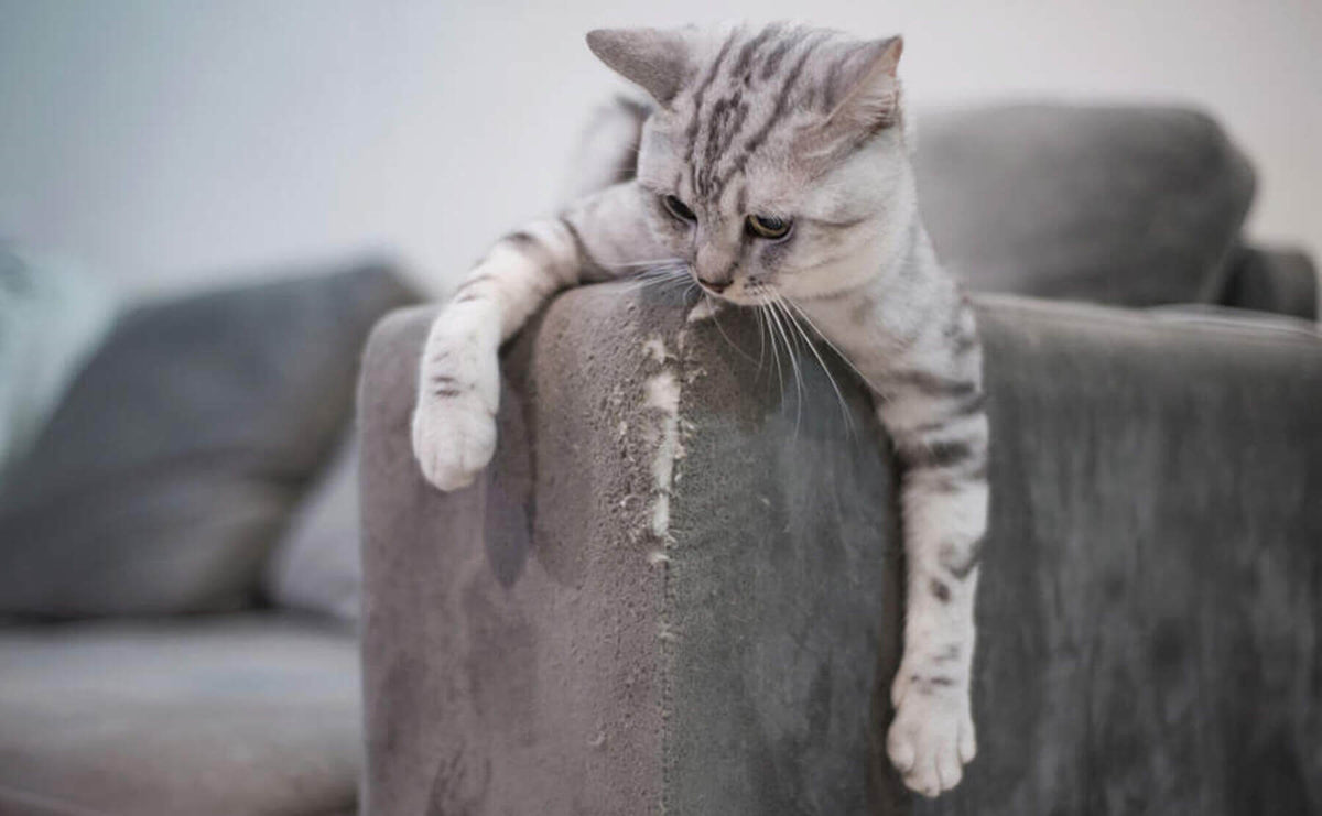 A grey cat on a damaged sofa arm, showing why owners use couch corner protectors
