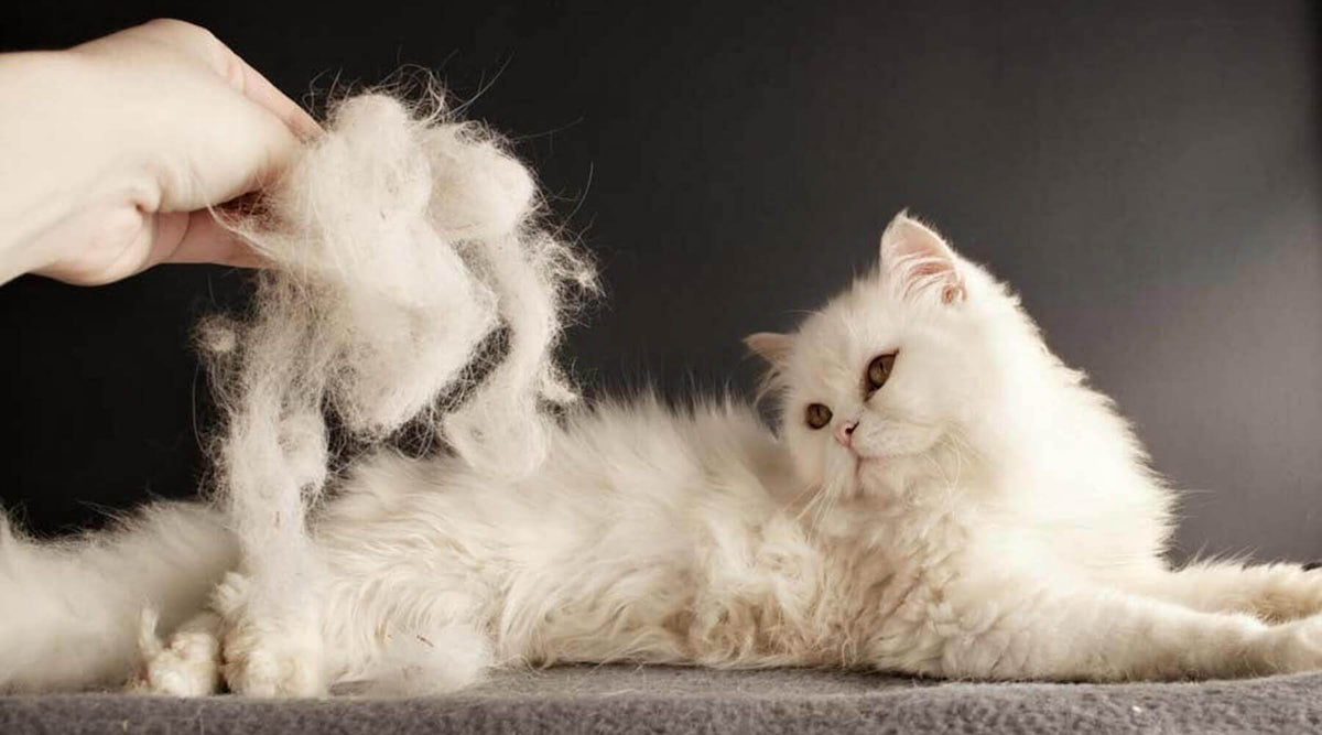A hand holding clumps of white fur next to a long-haired cat, showing cat shedding so much in the fall