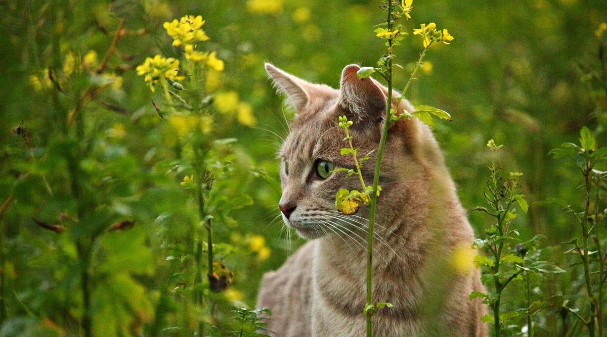 A light-colored cat in a field of yellow flowers, exhibiting signs of spring fever in cats
