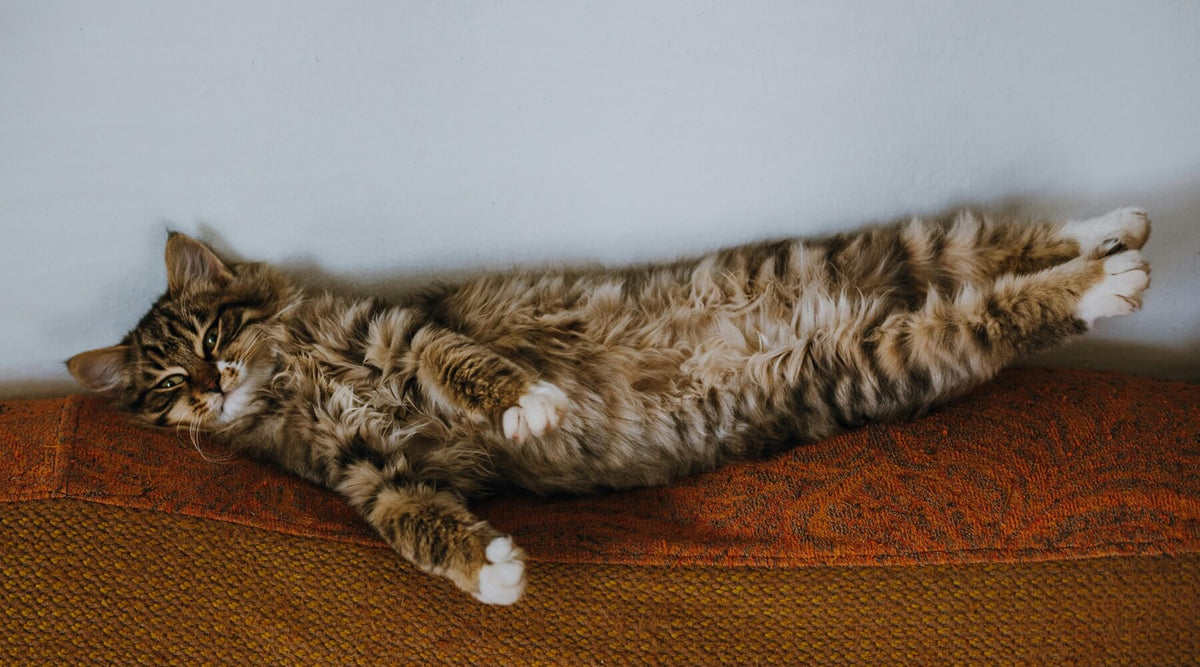 A long-haired cat stretches out on its back across a textured orange couch, illustrating comfort on what could be considered one of the best couch materials for cats