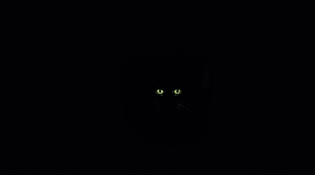 A pair green cat eyes glow intensely from a completely dark background, make us wonder why cats scratch furniture instead of sisal
