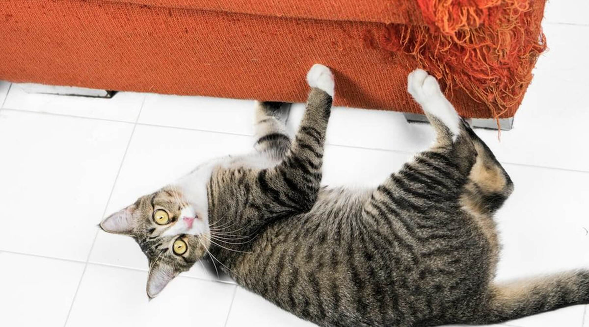 A tabby cat stretching and scratching at the base of an orange couch