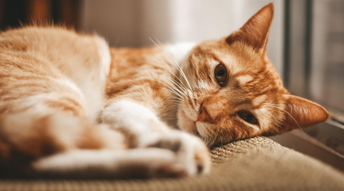An orange and white cat lies on a textured surface with a calm expression, suggesting the cat is bored