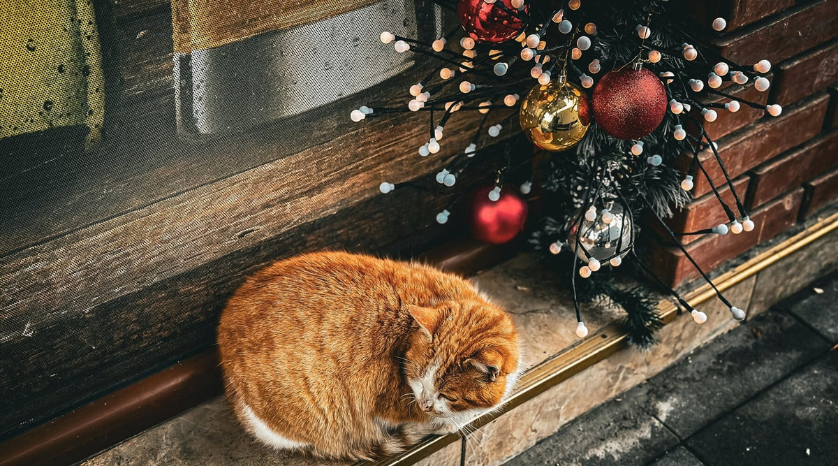 An orange cat is curled up and sleeping peacefully by a window sill adorned with Christmas decorations, subtly highlighting the dangers of Christmas for cats if not properly supervised