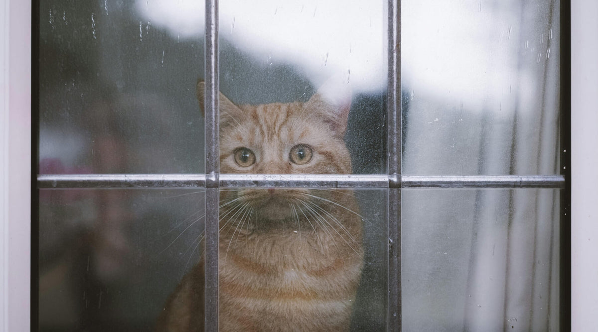An orange cat with wide eyes looks out through a window with a grid of panes, suggesting themes of cats and winter