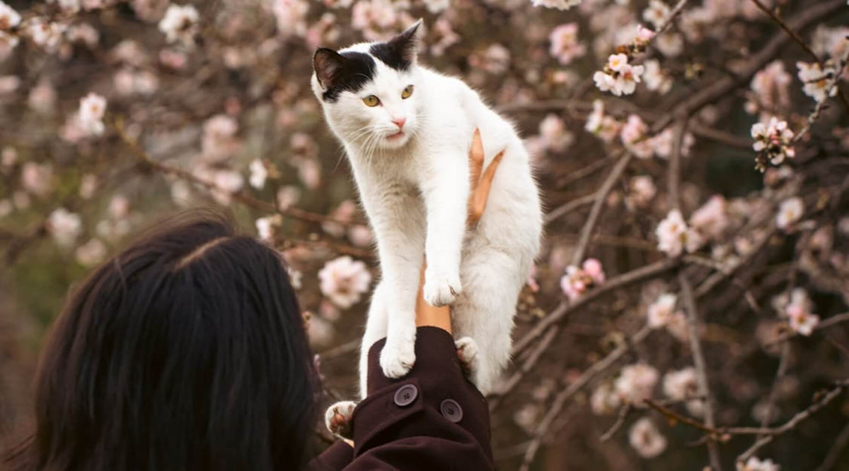 Cat owner holds up a black and white cat against a background of blooming trees, perhaps due to cat scratching more in spring