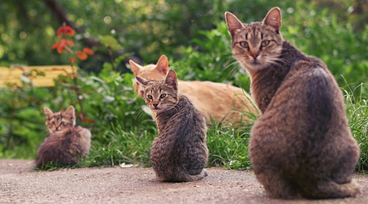 Four cats, two adult and two kittens, are outdoors in a grassy area with some looking at the camera