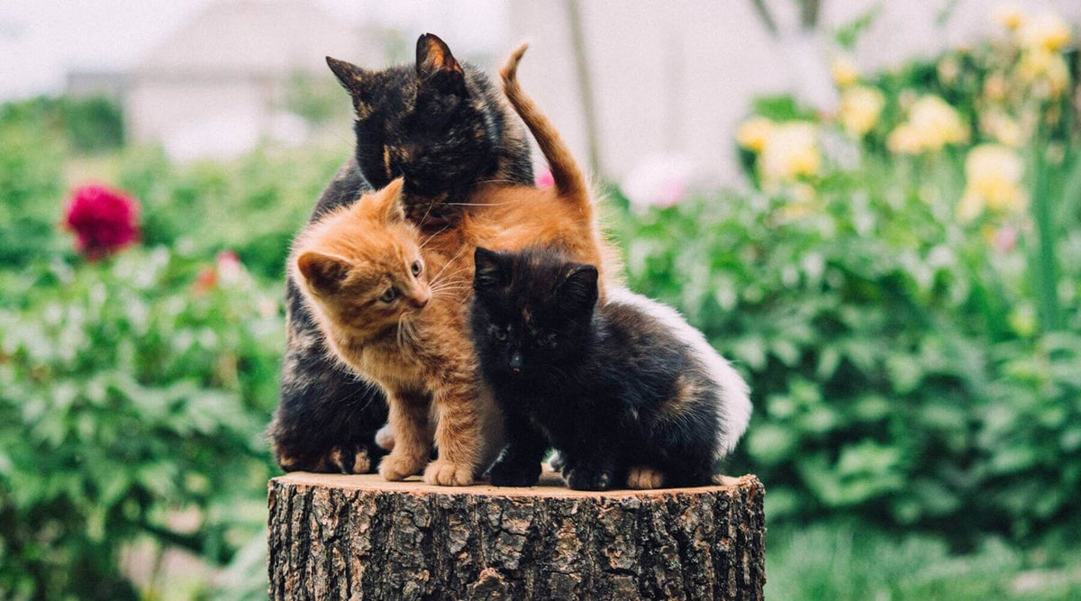 Three cats huddled together on a tree stump, showing how peacefully cats share scratching posts in a multi-cat home