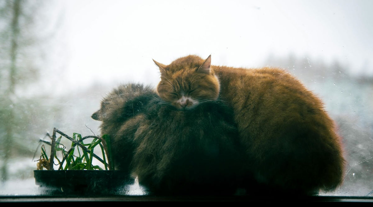 Two orange cats are snuggled together by a window with a blurred snowy background, looking cozy which could illustrate winter care tips for cats