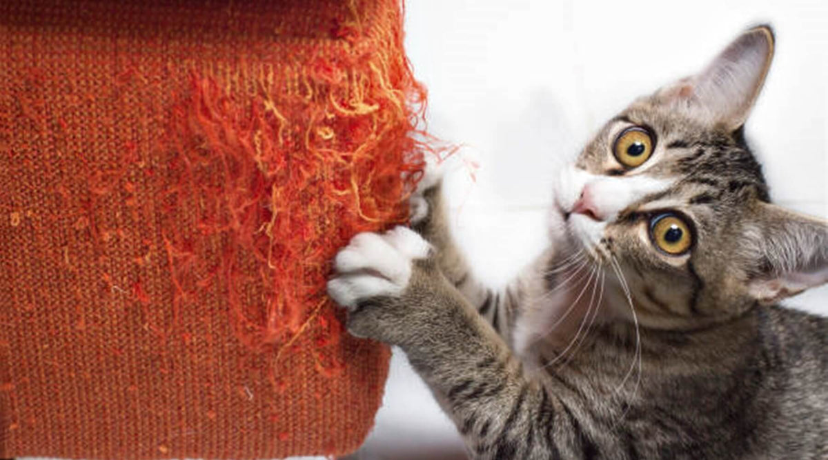 A cat scratching a piece of furniture, highlighting the need for scratching posts to protect furniture