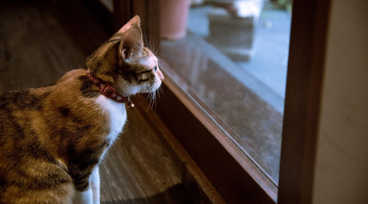 a cat looking out a glass patio door when leaving your cat with a sitter over Christmas
