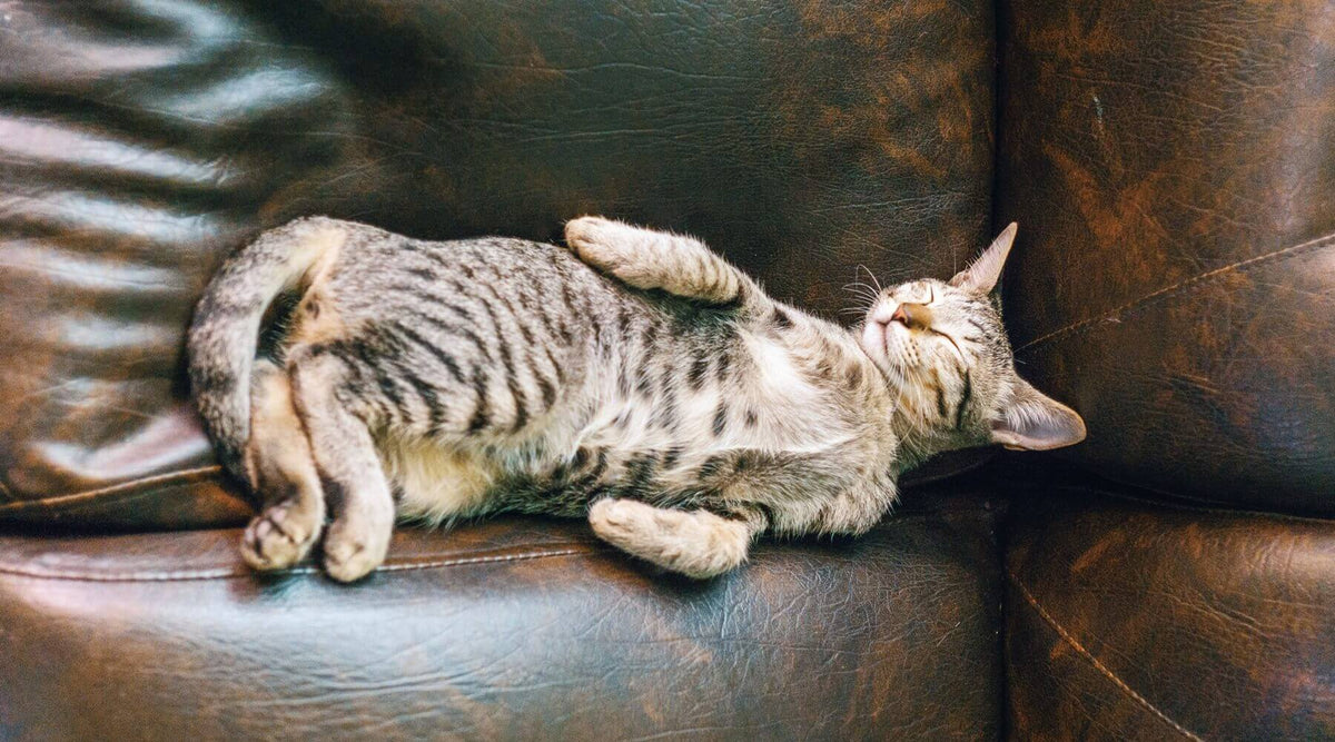 a cat sleeping on a brown leather sofa, showing a common spot where cats scratch leather furniture
