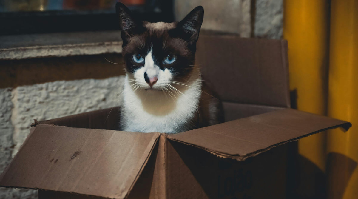 a domestic cat peering out of a simple cardboard box, a common and effective way to entertain your cat indoors this summer