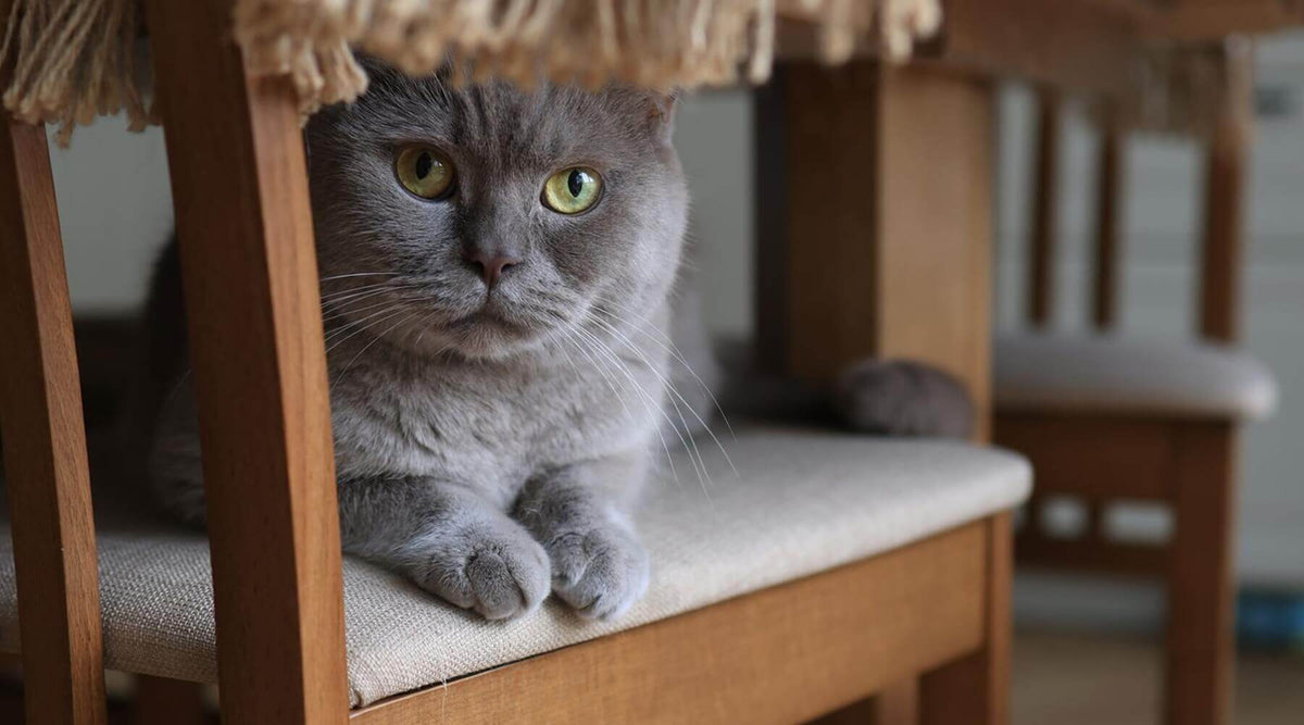 a grey cat sitting on a chair, illustrating how to keep cats off furniture without sprays or tape.