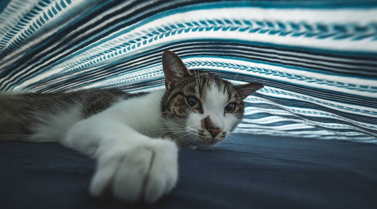 cat tucked under a blanket answering why do cats knead and scratch blankets