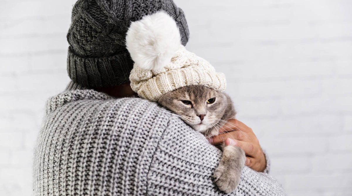 Hilde & Phil's blog post header image about keeping your Indoor cat warm this winter