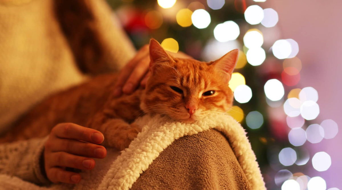 orange cat asleep on a lap by glowing lights during the holidays with a cat